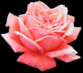 /album/un-poquito-de-todo/pink-rose-png/